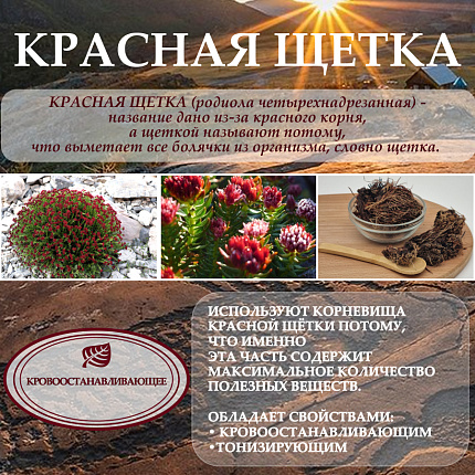 Алтайский бальзам с боровой маткой и красной щеткой